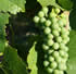 Harlow Hills vineyard