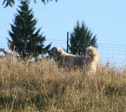 Harlow Hills Farms